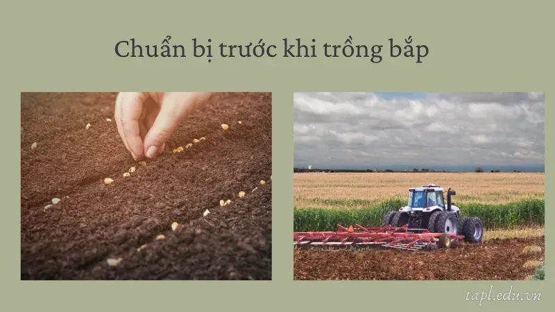 cách trồng bắp 2