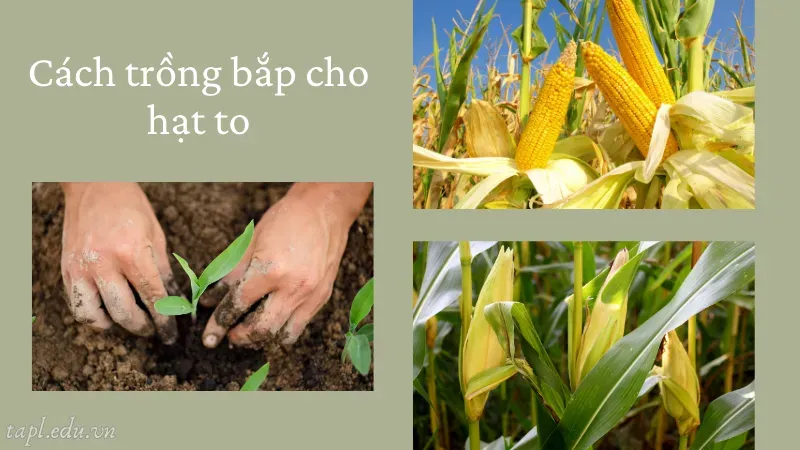 cách trồng bắp 3