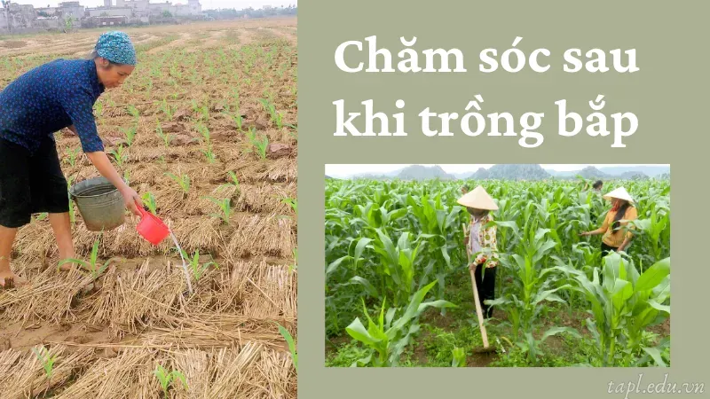 cách trồng bắp 4