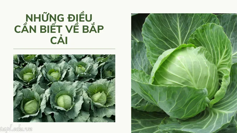 cách trồng bắp cải 1