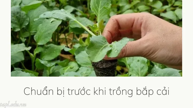 cách trồng bắp cải 3