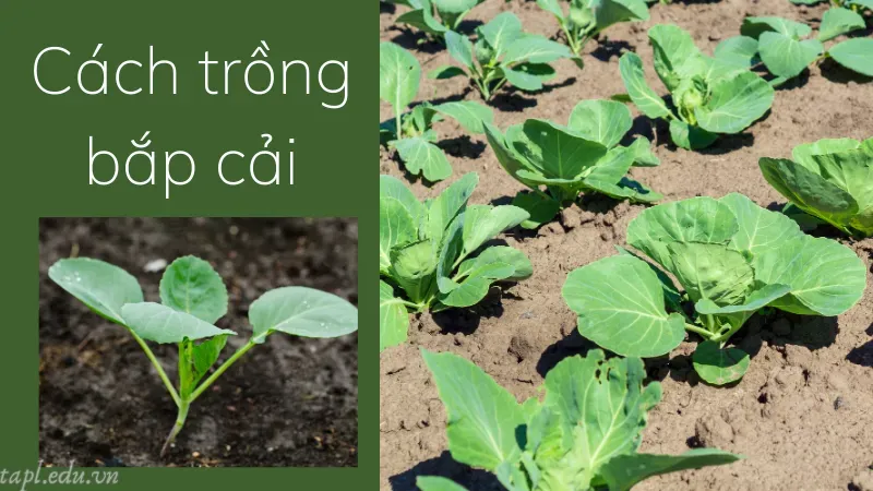 cách trồng bắp cải 5