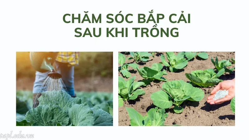 cách trồng bắp cải 6