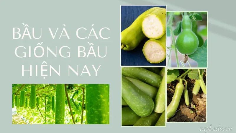 cách trồng bầu 1