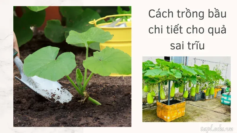 cách trồng bầu 3