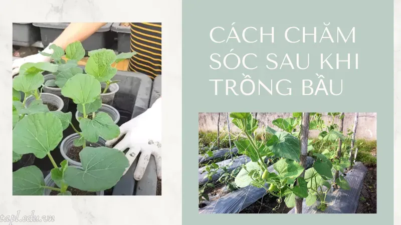 cách trồng bầu 4