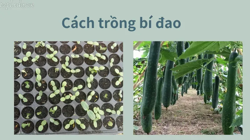 cách trồng bí đao 2