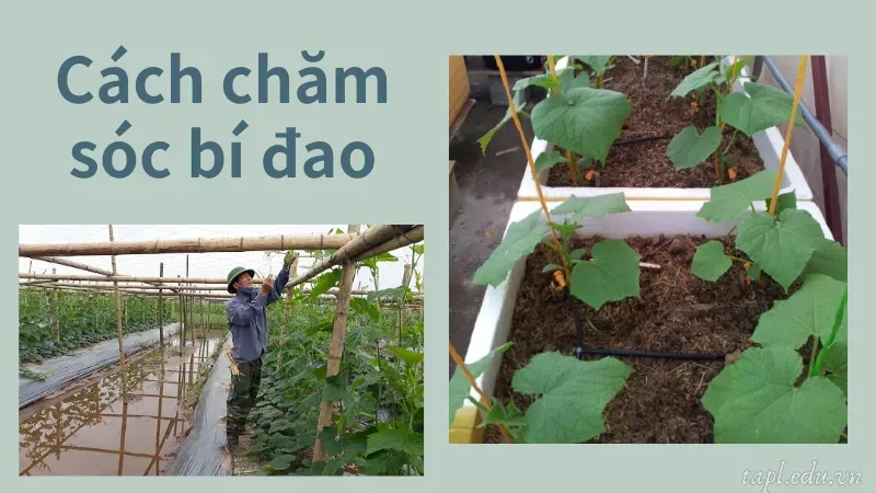 cách trồng bí đao 3