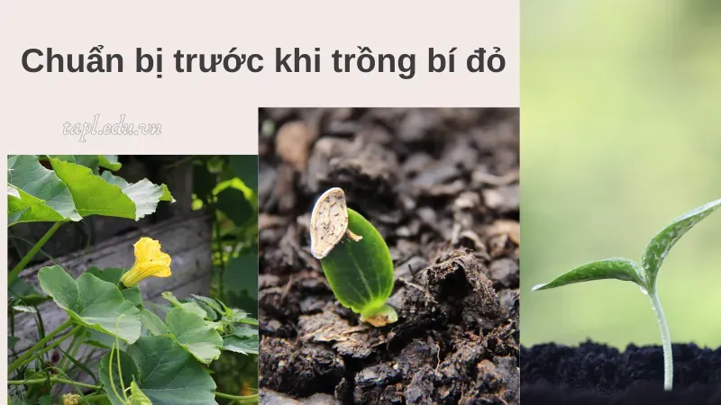 cách trồng bí đỏ 2