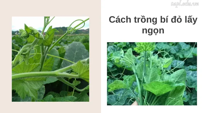 cách trồng bí đỏ 3