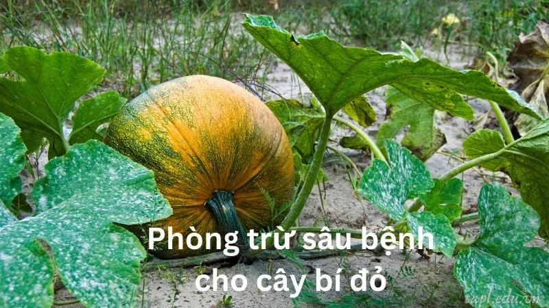 cách trồng bí đỏ 5