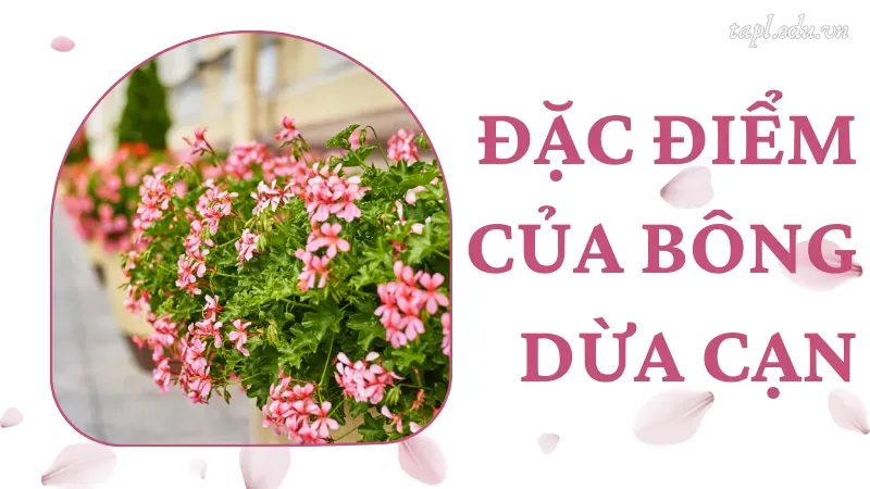 Đặc điểm của bông dừa cạn