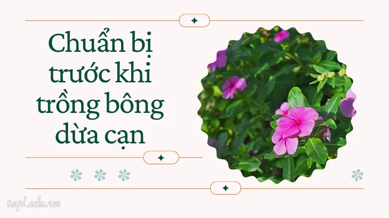 Chuẩn bị trước khi trồng bông dừa cạn