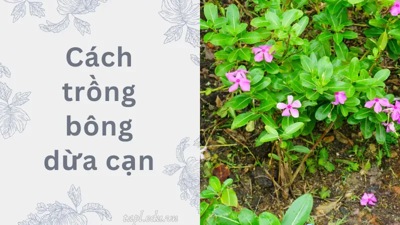 Cách trồng bông dừa cạn