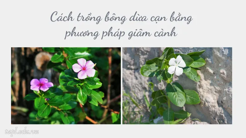 Cách trồng bông dừa cạn bằng phương pháp giâm cành