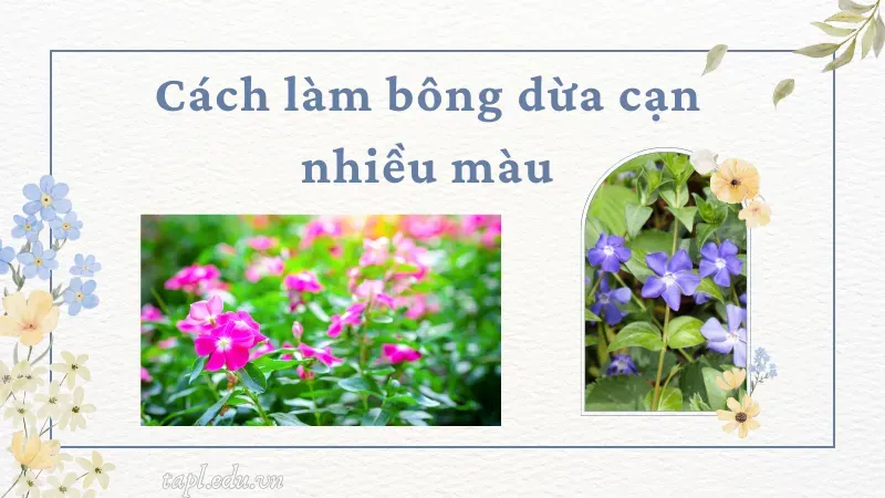 Cách làm bông dừa cạn nhiều màu