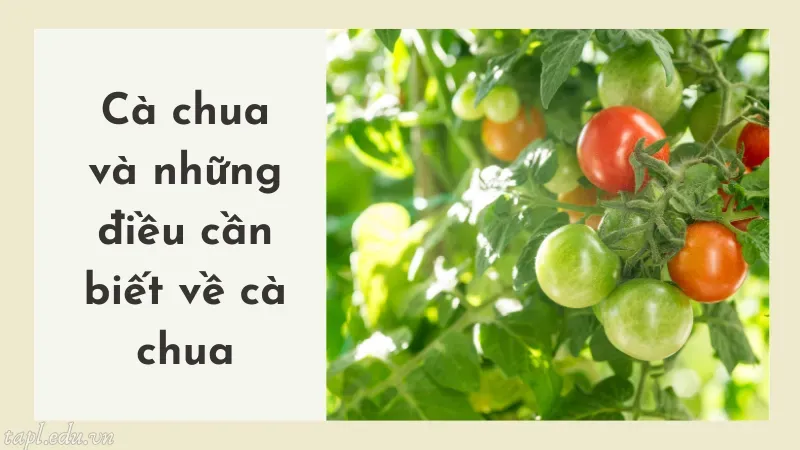 cách trồng cà chua 1