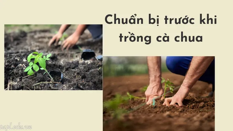 cách trồng cà chua 3