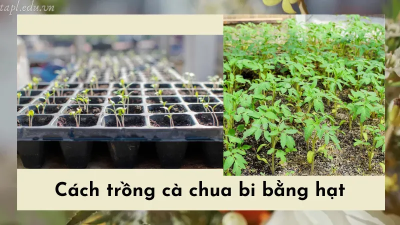 cách trồng cà chua 4