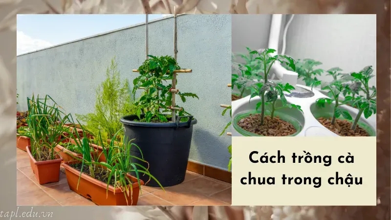 cách trồng cà chua 5