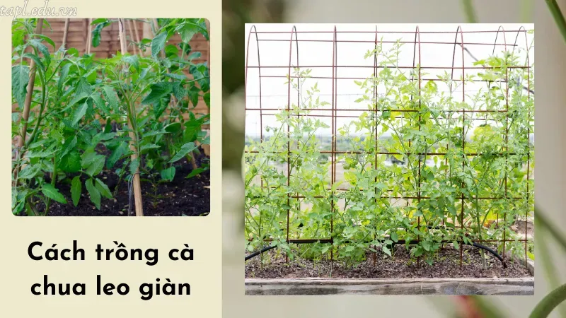 cách trồng cà chua 6