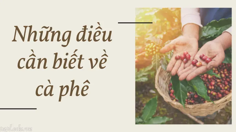 cách trồng cà phê 1