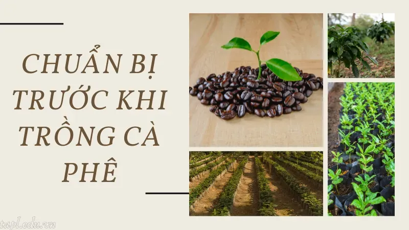 cách trồng cà phê 2