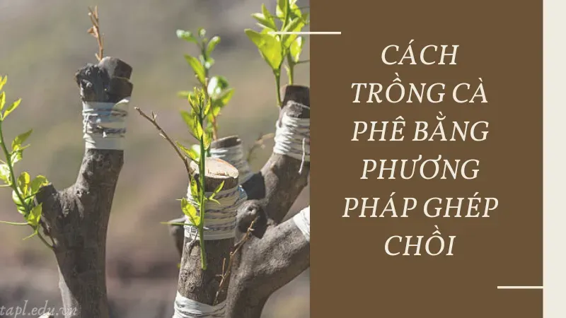 cách trồng cà phê 3