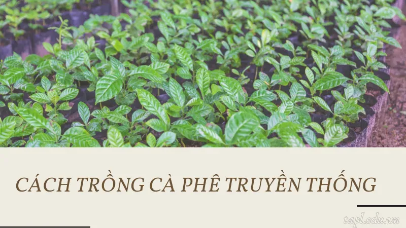 cách trồng cà phê 5