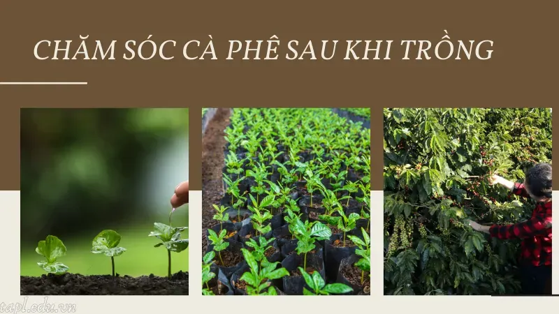 cách trồng cà phê 6