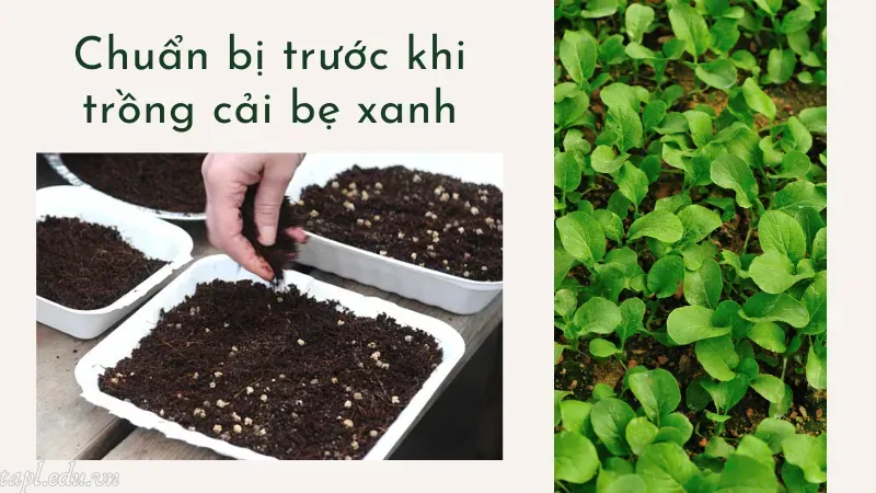 cách trồng cải bẹ xanh 2