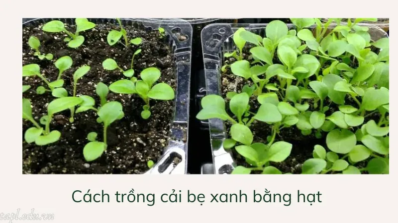 cách trồng cải bẹ xanh 3