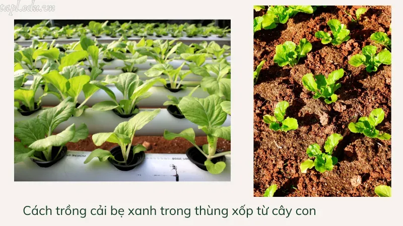 cách trồng cải bẹ xanh 4