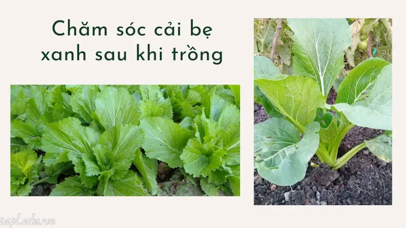 cách trồng cải bẹ xanh 5