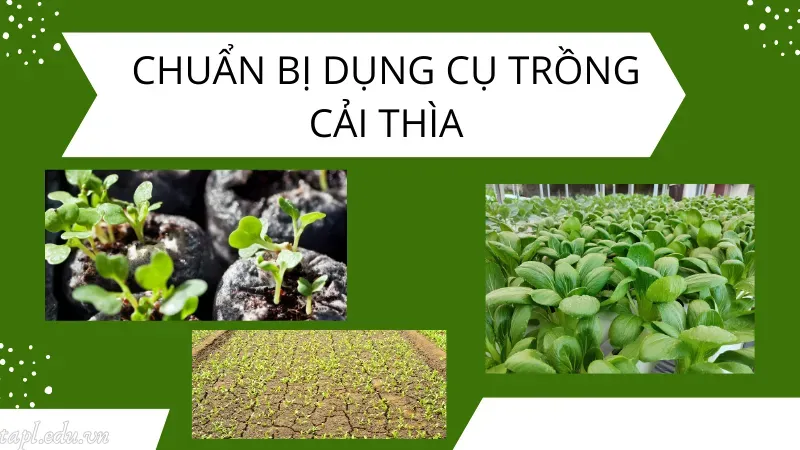 cách trồng cải thìa 2