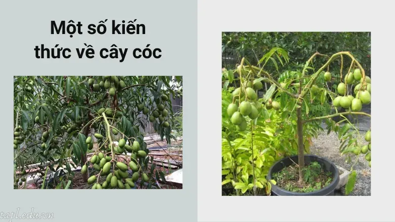 cách trồng cây cóc 1