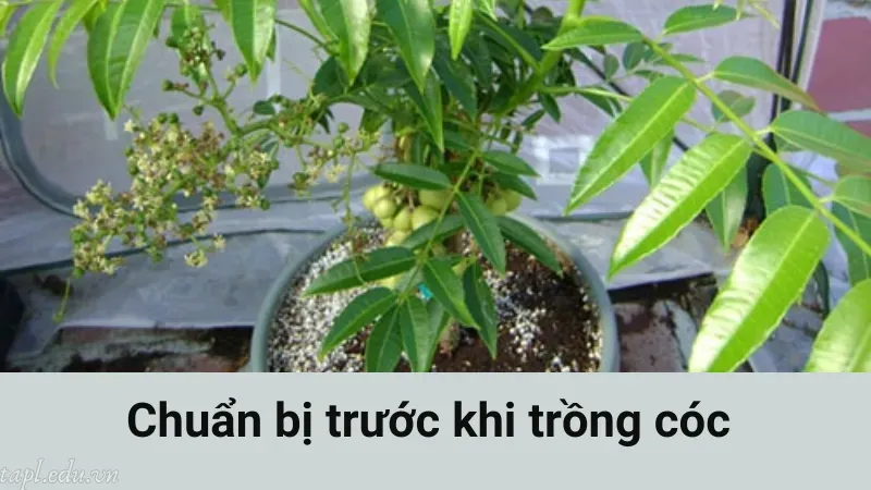 cách trồng cây cóc 2