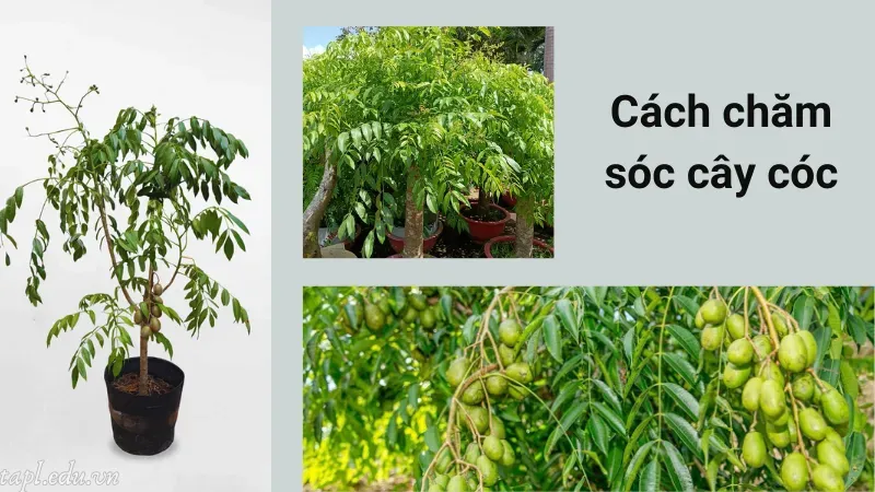 cách trồng cây cóc 5