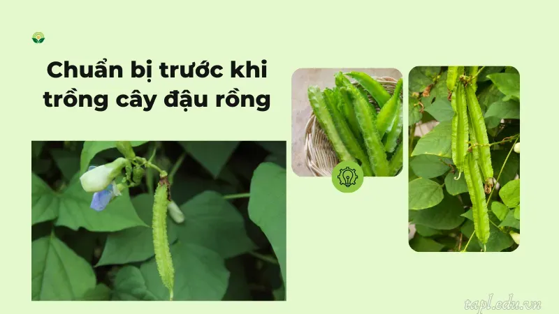 Chuẩn bị trước khi trồng cây đậu rồng