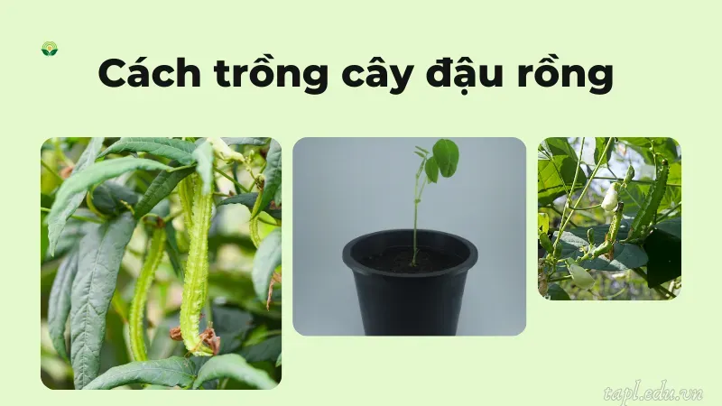 Cách trồng cây đậu rồng