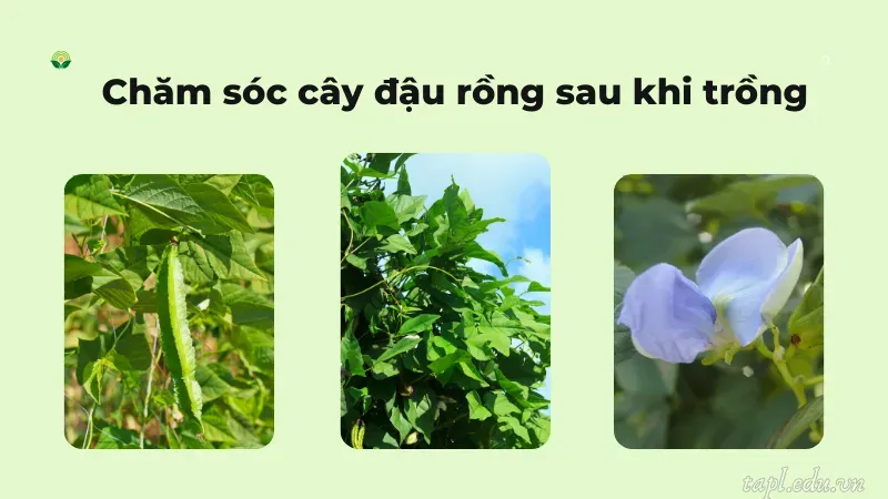 Chăm sóc cây đậu rồng sau khi trồng