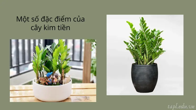 cách trồng cây kim tiền 1