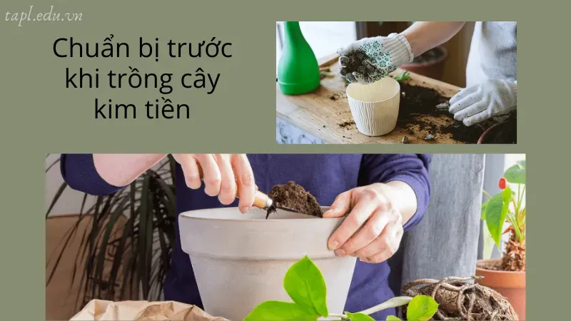 cách trồng cây kim tiền 2