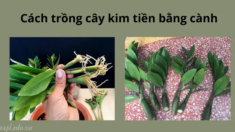 cách trồng cây kim tiền 3