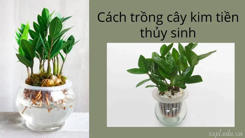 cách trồng cây kim tiền 4