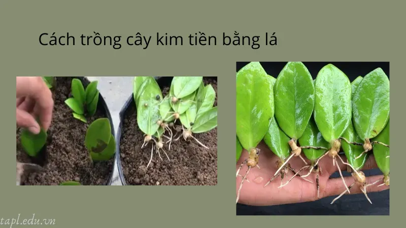 cách trồng cây kim tiền 5