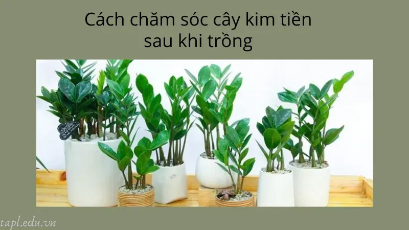 cách trồng cây kim tiền 6