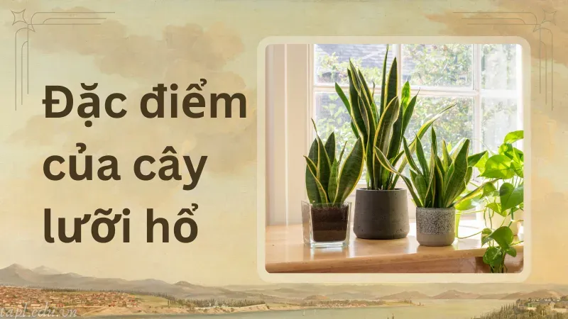 cách trồng cây lưỡi hổ 1