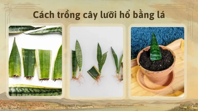 cách trồng cây lưỡi hổ 3