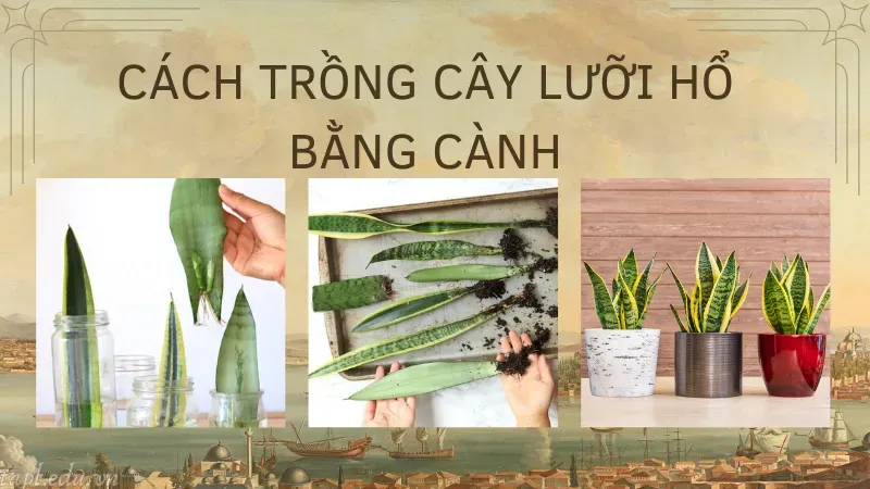 cách trồng cây lưỡi hổ 4